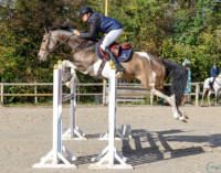 Vente de cheval : Loki du Plantey